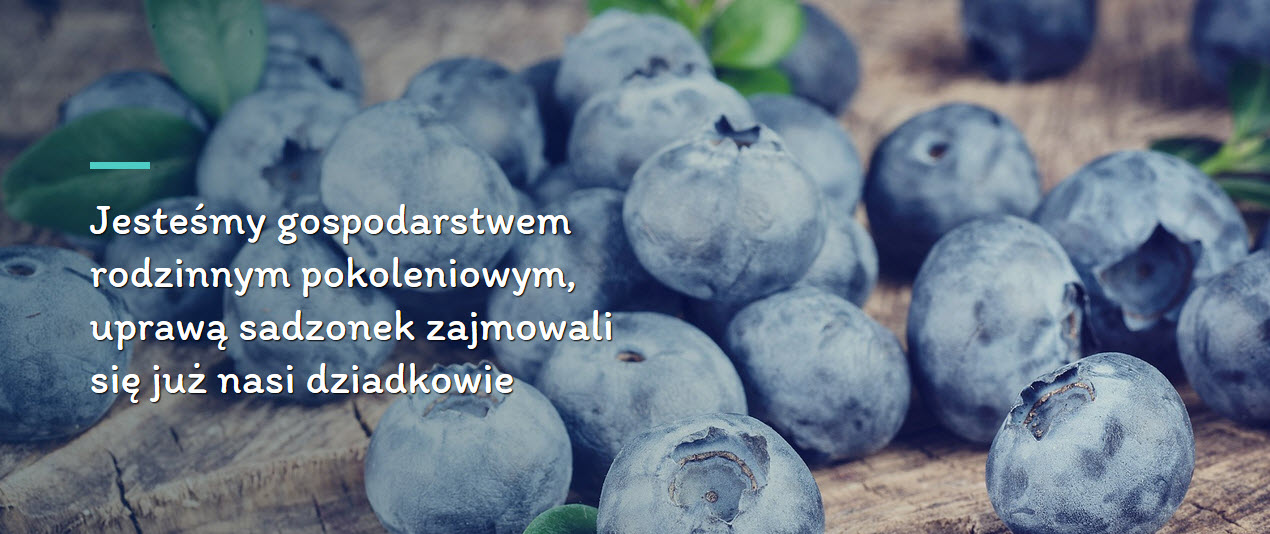 żywa choinka na święta, hurtownia sadzonek